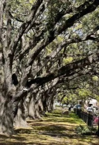 Majestic Oak Trees on Main Street in League City Texas, perfect destination for your Texas wedding