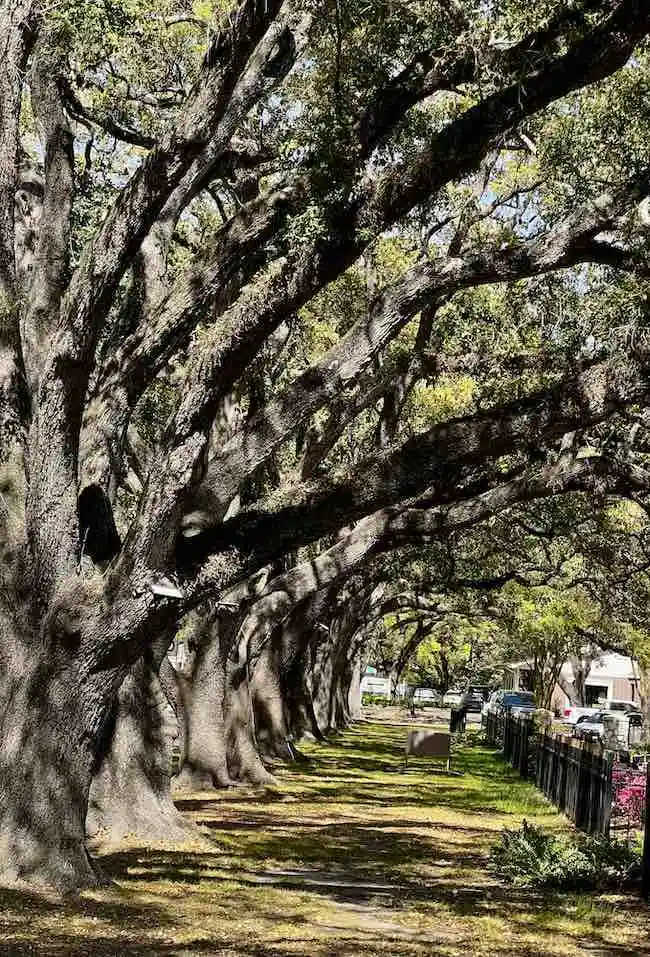 Towering historic oaks lining Main Street in League City Texas